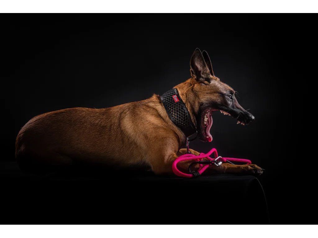 Adjustable Dog Leash – Large Dogs